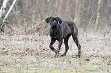 CANE CORSO 789